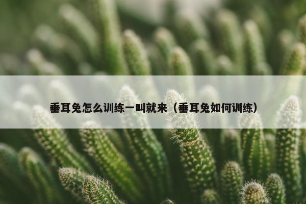 垂耳兔怎么训练一叫就来（垂耳兔如何训练）