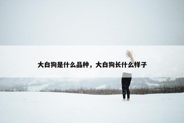 大白狗是什么品种，大白狗长什么样子