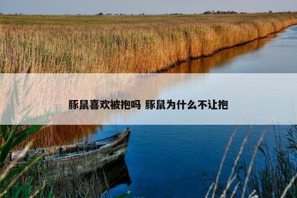 豚鼠喜欢被抱吗 豚鼠为什么不让抱