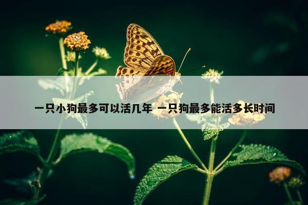 一只小狗最多可以活几年 一只狗最多能活多长时间