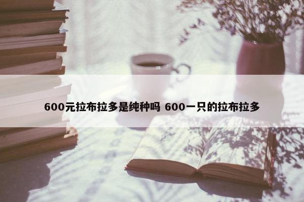 600元拉布拉多是纯种吗 600一只的拉布拉多