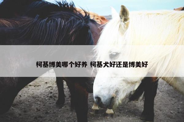 柯基博美哪个好养 柯基犬好还是博美好