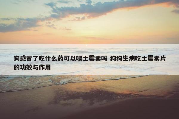 狗感冒了吃什么药可以喂土霉素吗 狗狗生病吃土霉素片的功效与作用