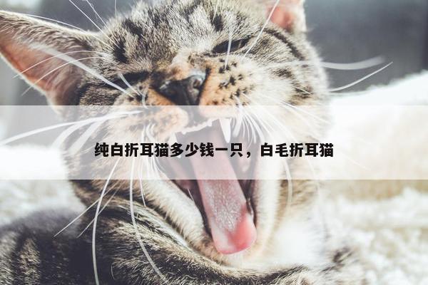 纯白折耳猫多少钱一只，白毛折耳猫