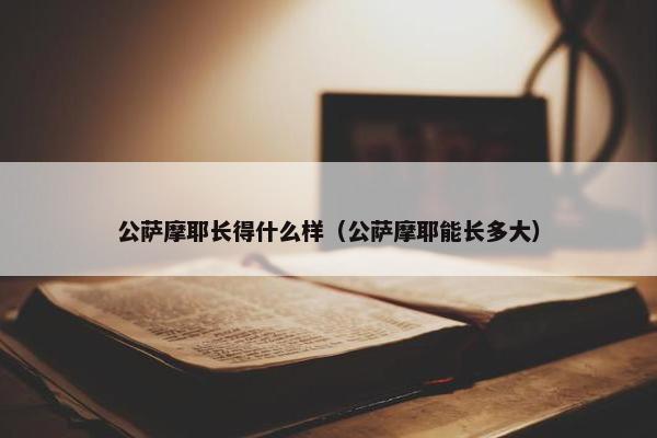 公萨摩耶长得什么样（公萨摩耶能长多大）