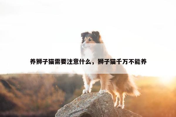 养狮子猫需要注意什么，狮子猫千万不能养