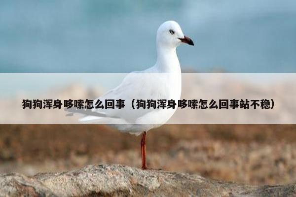 狗狗浑身哆嗦怎么回事（狗狗浑身哆嗦怎么回事站不稳）