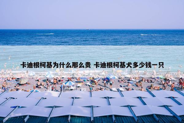 卡迪根柯基为什么那么贵 卡迪根柯基犬多少钱一只