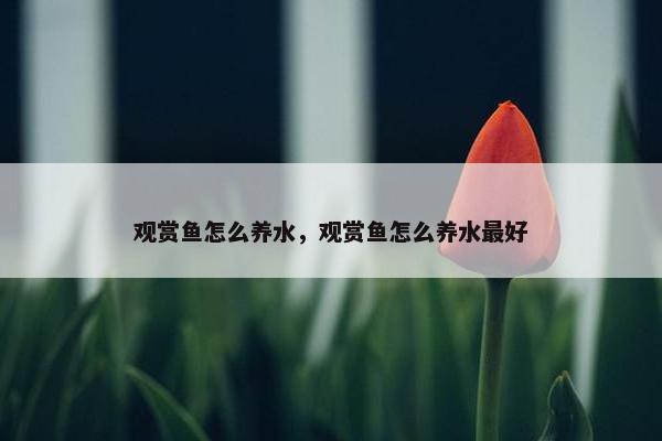 观赏鱼怎么养水，观赏鱼怎么养水最好