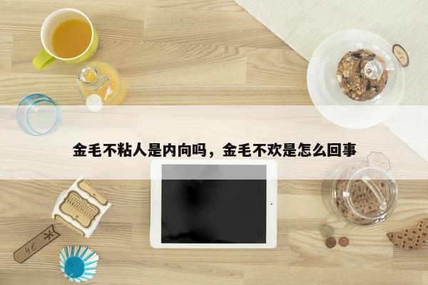 金毛不粘人是内向吗，金毛不欢是怎么回事