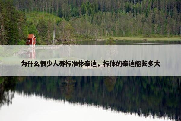 为什么很少人养标准体泰迪，标体的泰迪能长多大