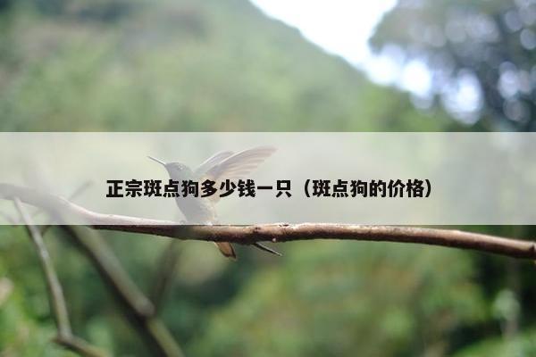 正宗斑点狗多少钱一只（斑点狗的价格）