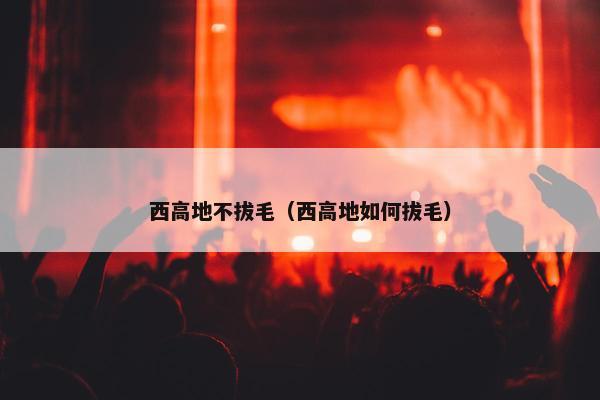 西高地不拔毛（西高地如何拔毛）