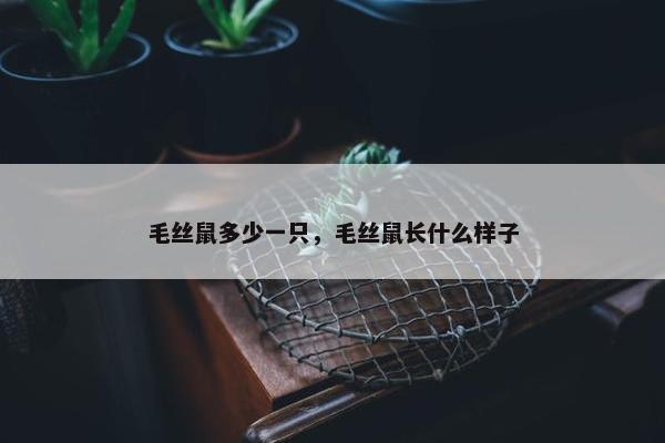 毛丝鼠多少一只，毛丝鼠长什么样子