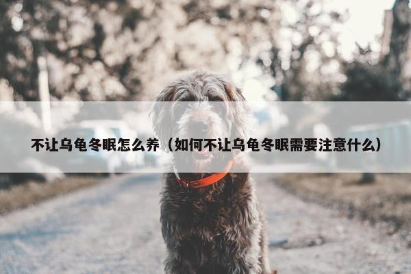 不让乌龟冬眠怎么养（如何不让乌龟冬眠需要注意什么）