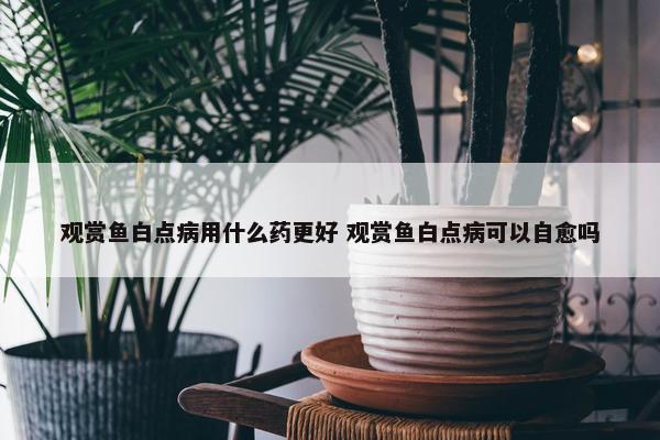 观赏鱼白点病用什么药更好 观赏鱼白点病可以自愈吗