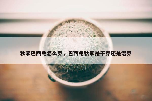 秋季巴西龟怎么养，巴西龟秋季是干养还是湿养