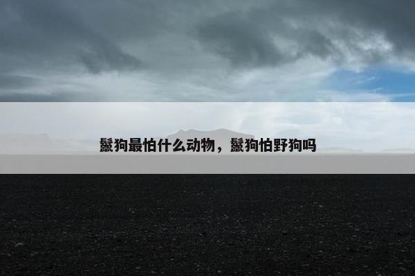 鬣狗最怕什么动物，鬣狗怕野狗吗