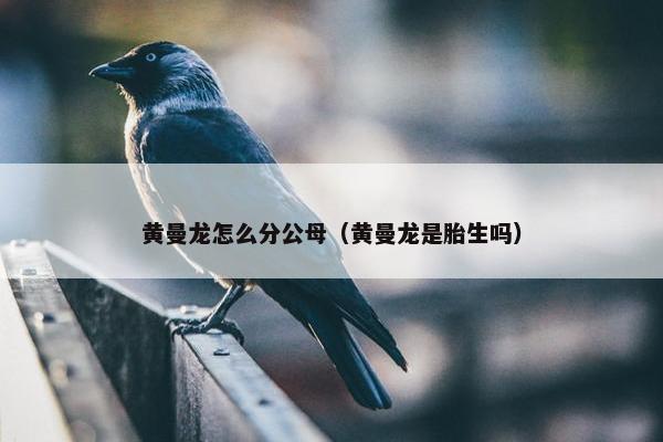 黄曼龙怎么分公母（黄曼龙是胎生吗）