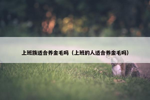 上班族适合养金毛吗（上班的人适合养金毛吗）