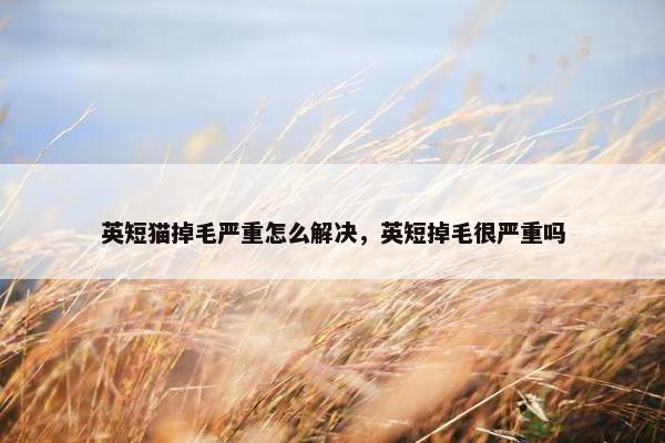 英短猫掉毛严重怎么解决，英短掉毛很严重吗