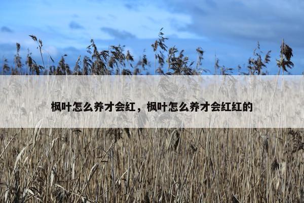 枫叶怎么养才会红，枫叶怎么养才会红红的