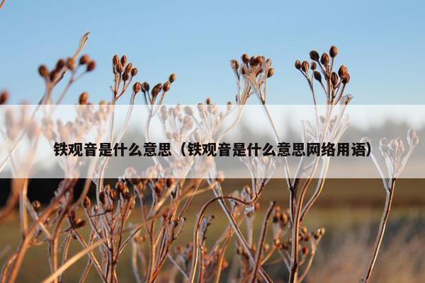 铁观音是什么意思（铁观音是什么意思网络用语）