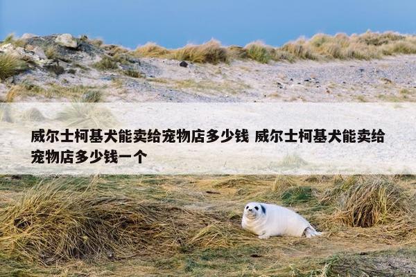 威尔士柯基犬能卖给宠物店多少钱 威尔士柯基犬能卖给宠物店多少钱一个