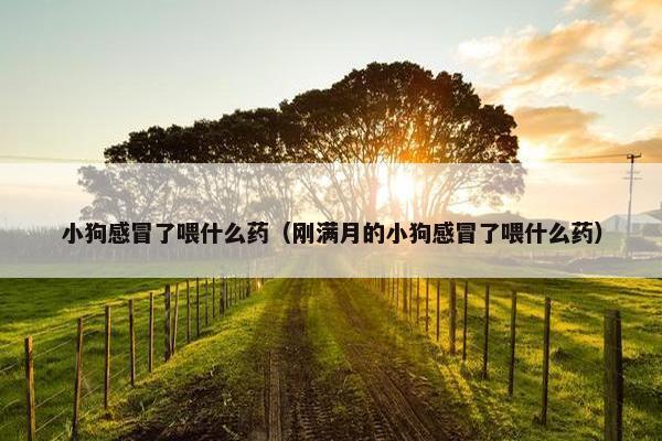 小狗感冒了喂什么药（刚满月的小狗感冒了喂什么药）