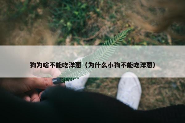 狗为啥不能吃洋葱（为什么小狗不能吃洋葱）