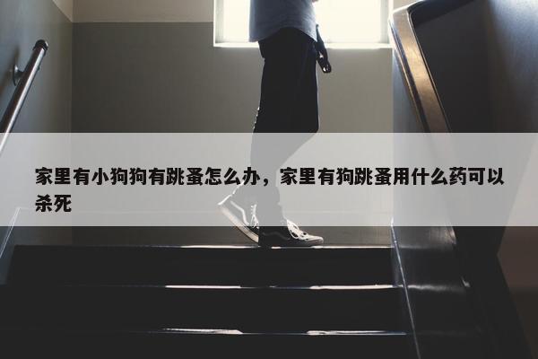 家里有小狗狗有跳蚤怎么办，家里有狗跳蚤用什么药可以杀死