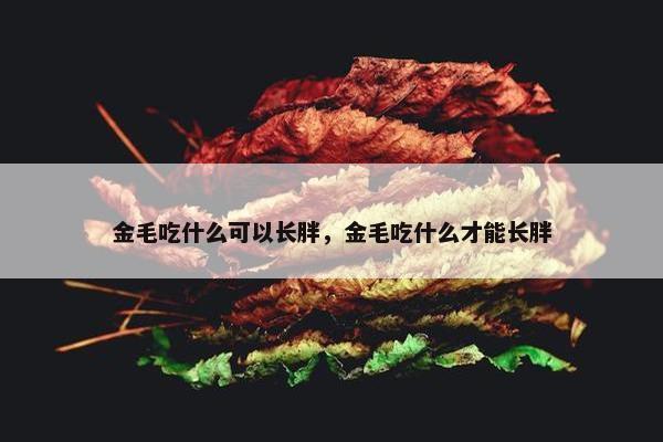 金毛吃什么可以长胖，金毛吃什么才能长胖