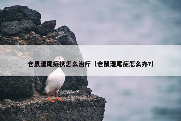 仓鼠湿尾症状怎么治疗（仓鼠湿尾症怎么办?）