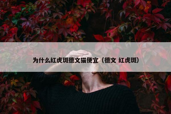 为什么红虎斑德文猫便宜（德文 红虎斑）