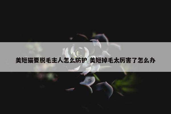 美短猫要脱毛主人怎么防护 美短掉毛太厉害了怎么办