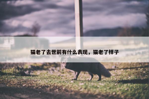 猫老了去世前有什么表现，猫老了样子