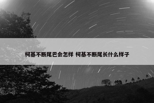 柯基不断尾巴会怎样 柯基不断尾长什么样子