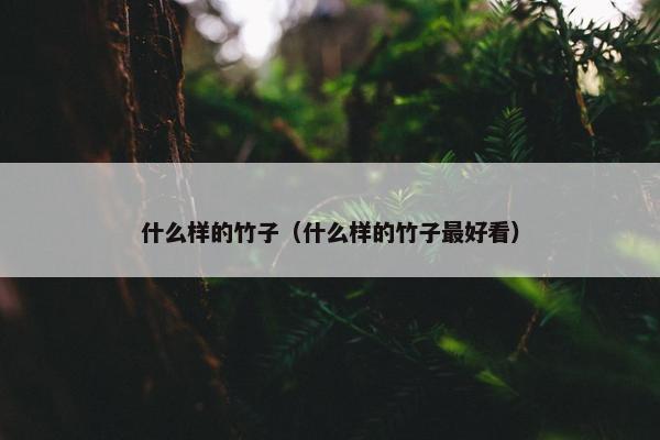 什么样的竹子（什么样的竹子最好看）