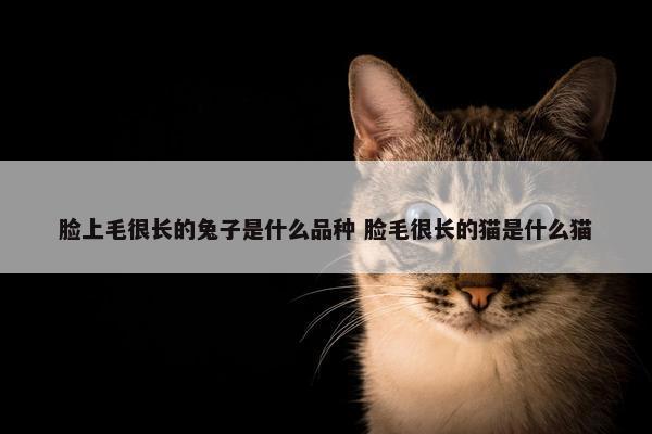 脸上毛很长的兔子是什么品种 脸毛很长的猫是什么猫