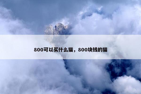 800可以买什么猫，800块钱的猫