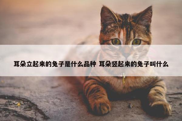 耳朵立起来的兔子是什么品种 耳朵竖起来的兔子叫什么