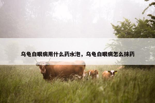 乌龟白眼病用什么药水泡，乌龟白眼病怎么抹药