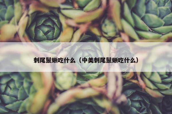 刺尾鬣蜥吃什么（中美刺尾鬣蜥吃什么）