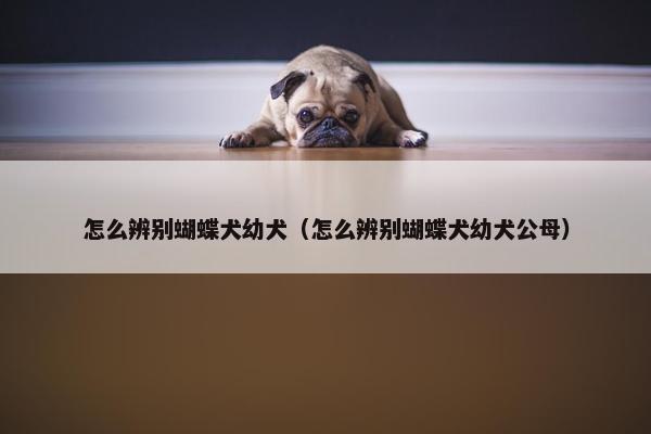 怎么辨别蝴蝶犬幼犬（怎么辨别蝴蝶犬幼犬公母）