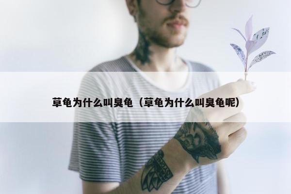 草龟为什么叫臭龟（草龟为什么叫臭龟呢）