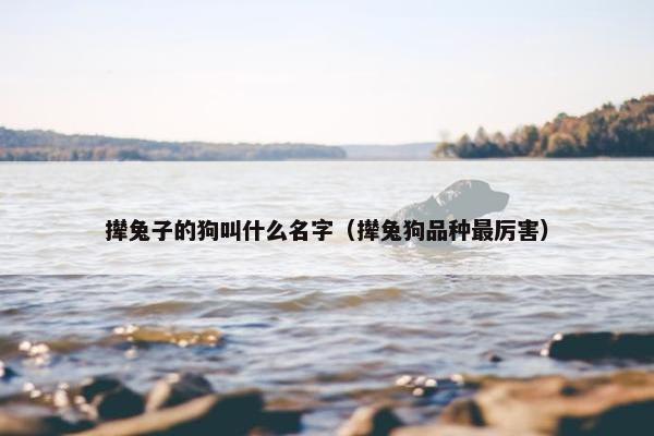 撵兔子的狗叫什么名字（撵兔狗品种最厉害）