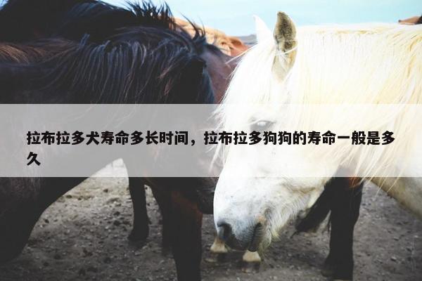 拉布拉多犬寿命多长时间，拉布拉多狗狗的寿命一般是多久